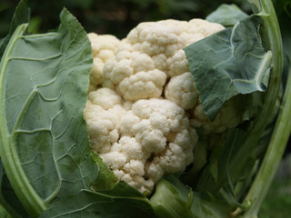Cauliflower head