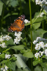 Orange butterfly eating lunch