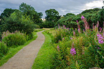Fototapeta na wymiar Wildflowers next to path