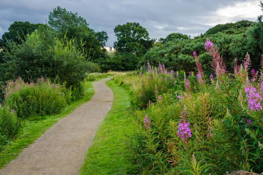 Wildflowers next to path
