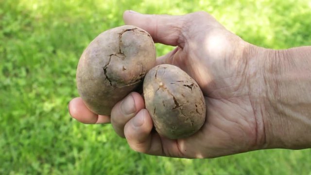 Tubers affected by bacterial decay
