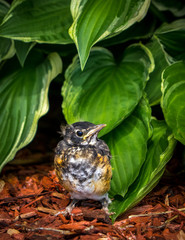 Curious Nestling