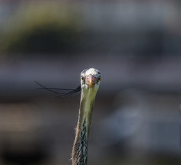 Heron Head Cocked