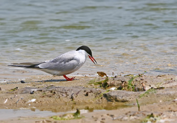 Common tern watching on fish