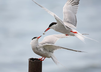 Common tern ritual feeding in the air - obrazy, fototapety, plakaty
