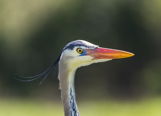 Majestic Great Blue Heron