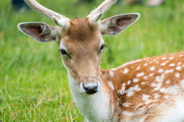 close view of a fallow deer