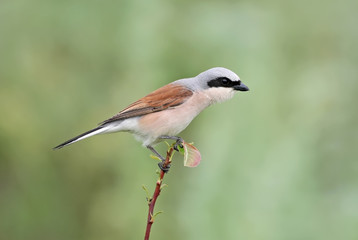 Red backed shrike close up on green blurry background.