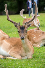close view of a fallow deer