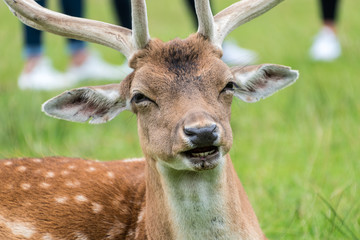 close view of a fallow deer