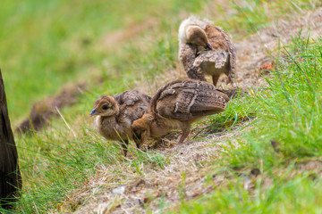 Female Peacock with babies