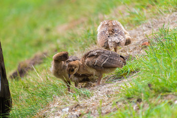 Female Peacock with babies