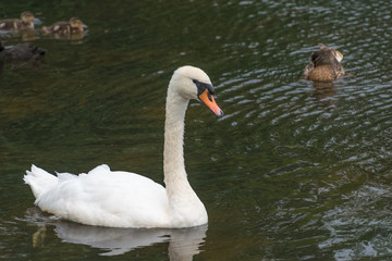 Swan on a lake