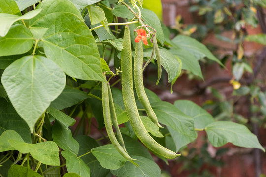 Runner beans on plant