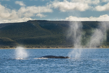 Whale Patagonia Argentina