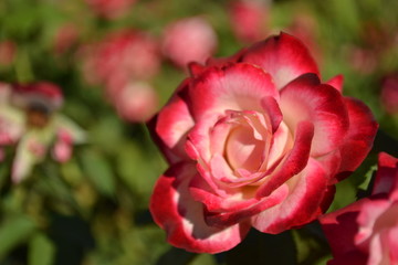 Pink garden