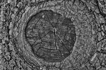 HDR black and white tree cut background or texture