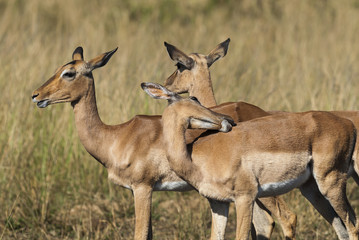 Impala South Africa