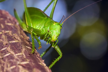 grasshopper