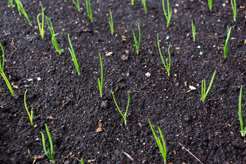 Young onion in the ground