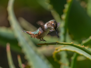 Hovering Rufous