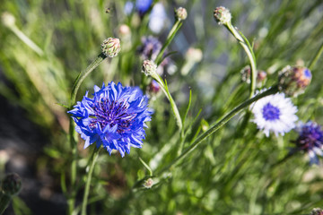 Blue cornflowers growing in a sunny field