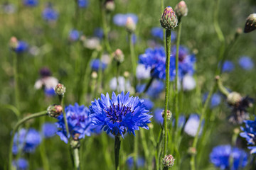Blue cornflowers growing in a sunny field