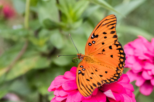 Horizontal closeup photo of a bright orange butterfly on a pink zinnia with a green background