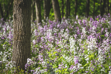 White and purple wildflowers grow in the shade of a forest in upstate New York