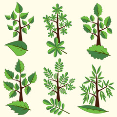 Vector set deciduous trees. Tree and leaf Clip Art.