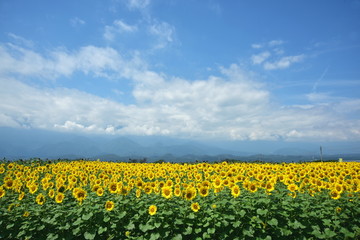 Fototapety  Słonecznikowe Pole Akeno, miasto Hokuto, prefektura Yamanashi