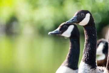 Close up headshot of a few Canada geese
