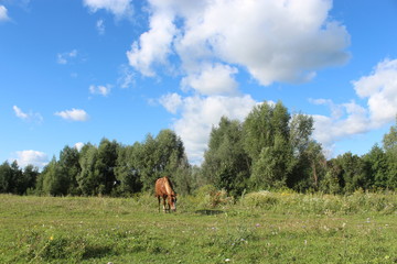 Fototapeta na wymiar horse grazing in the meadow