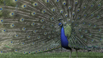 Male peacock in full display