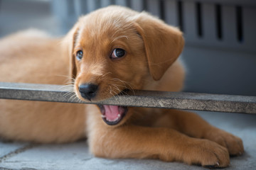 Young Fox Red Labrador Puppy