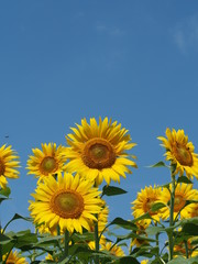 青空と鮮やかな向日葵