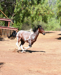 Shadow galloping