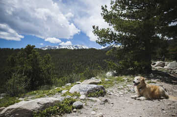 Golden Retriever on Mountain Trail 