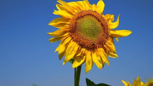 Bee sits on a yellow flower of a sunflower against a clear blue sky background