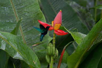hummingbird in banana flower © Dirk
