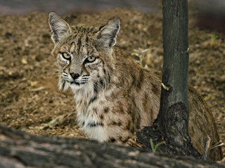 Bobcat