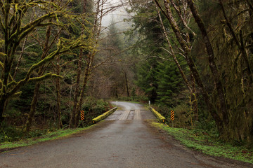 Obraz premium Mossy bridge surrounded by a foggy forest with conifers, maples, and alders
