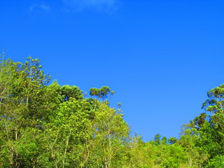 Obraz premium cielo azul y arboles