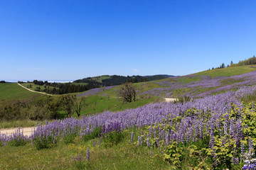 Scenic fields of purple lupine wildflowers lining a rural dirt road