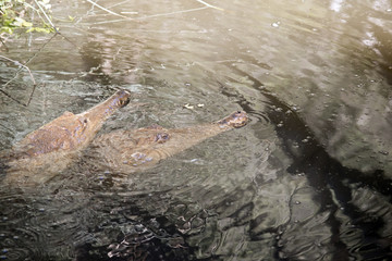 fresh water crocodiles