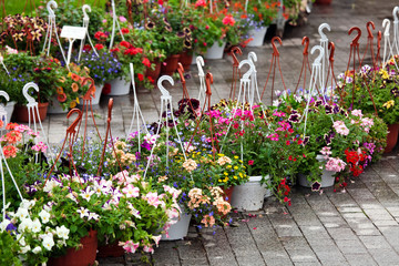 Fototapeta na wymiar Petunia flowers in pots on the street. Flowering plants in a shop, house decorating