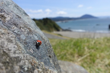 Lady Bird