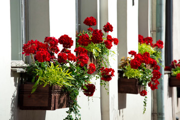 Red flowers in wooden boxes on the wall. Flowering plants on the window, house decorating