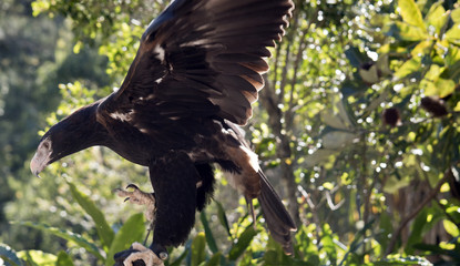 wedge tailed eagle