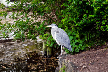 Grey heron (Ardea cinerea) long-legged predatory wading bird of the heron family